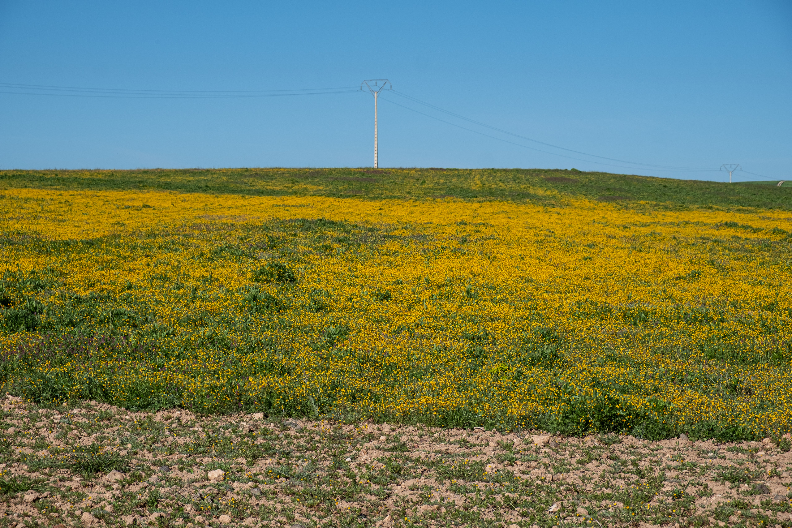 Gelb blühende Felder bei Ciudad Real